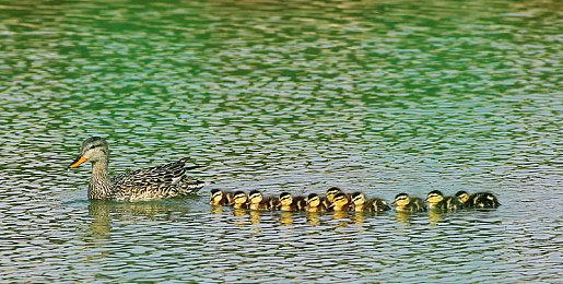纸片人射击卡拉彼丘迎来首个周年，清凉夏日海量福利不玩不行